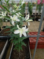 [4273 Serene Angel No01.JPG]